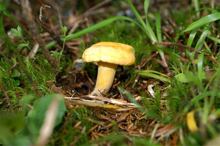 hochkoenig_sommer_pilz