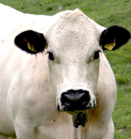 hochkoenig_sommer_kuh