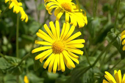 hochkoenig_sommer_blume